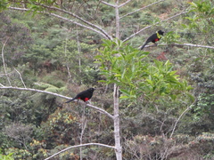 Hypopyrrhus pyrohypogaster