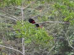 Hypopyrrhus pyrohypogaster