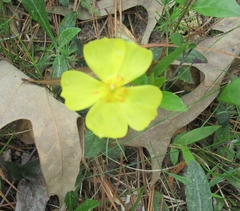 Crocanthemum carolinianum