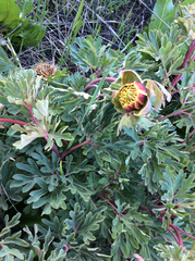 Paeonia brownii