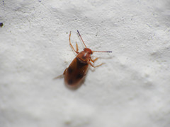 Anaspis maculata