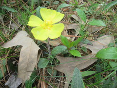 Crocanthemum carolinianum