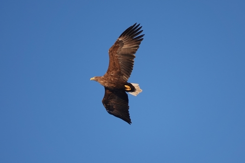 Pigargo europeo (Haliaeetus albicilla)