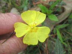 Crocanthemum carolinianum