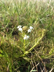 Triphysaria versicolor versicolor