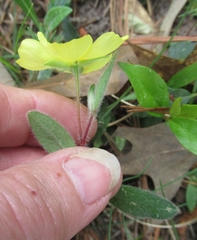 Crocanthemum carolinianum