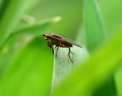 Pherbellia cinerella