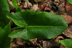 Arum elongatum