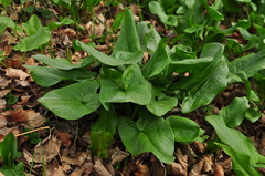 Arum elongatum