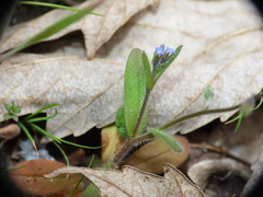 Myosotis ramosissima