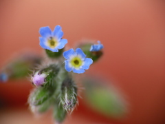 Myosotis ramosissima