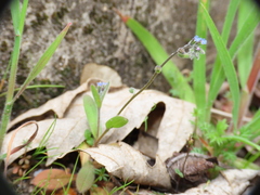 Myosotis ramosissima