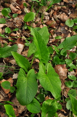 Arum elongatum