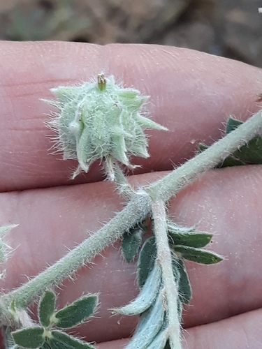 Caltrop (Tribulus pentandrus)