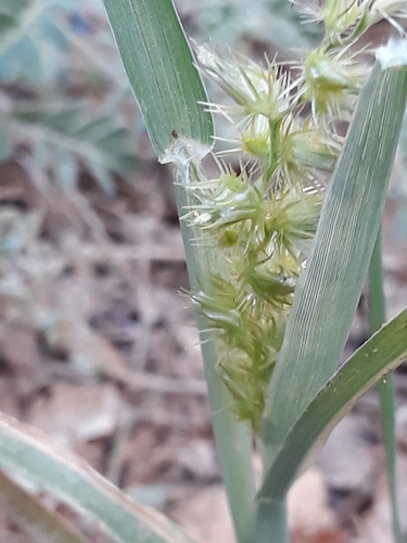 Indian sandbur (Cenchrus biflorus)