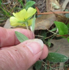 Crocanthemum carolinianum