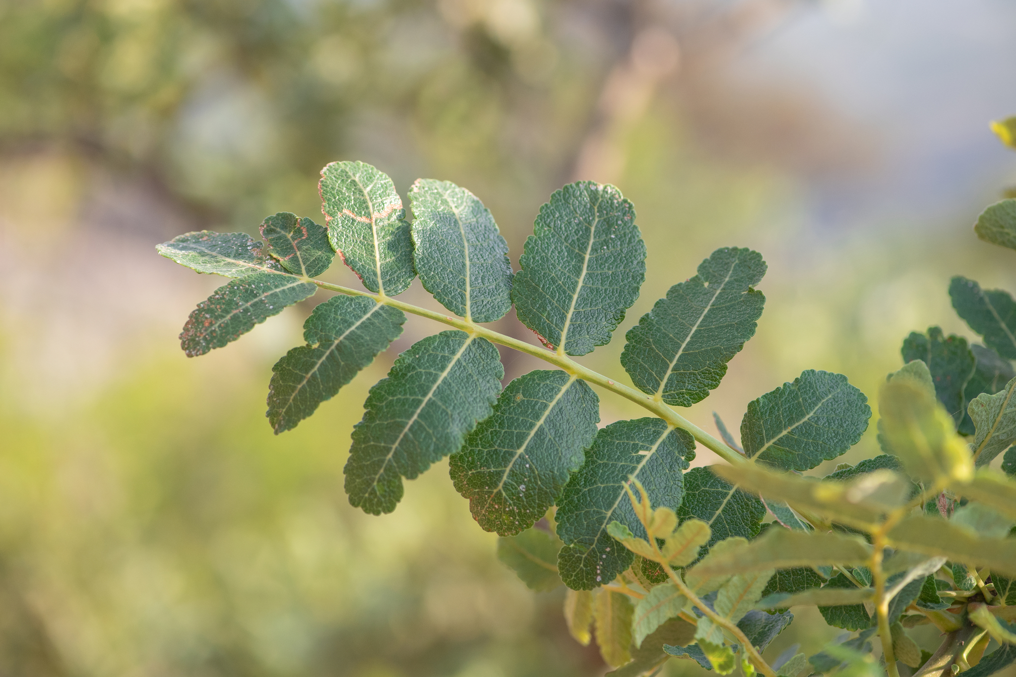 Boswellia scopulorum Thulin 2