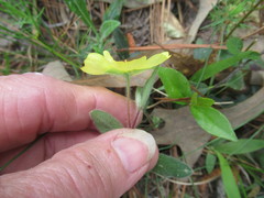 Crocanthemum carolinianum