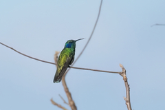 Colibri thalassinus image