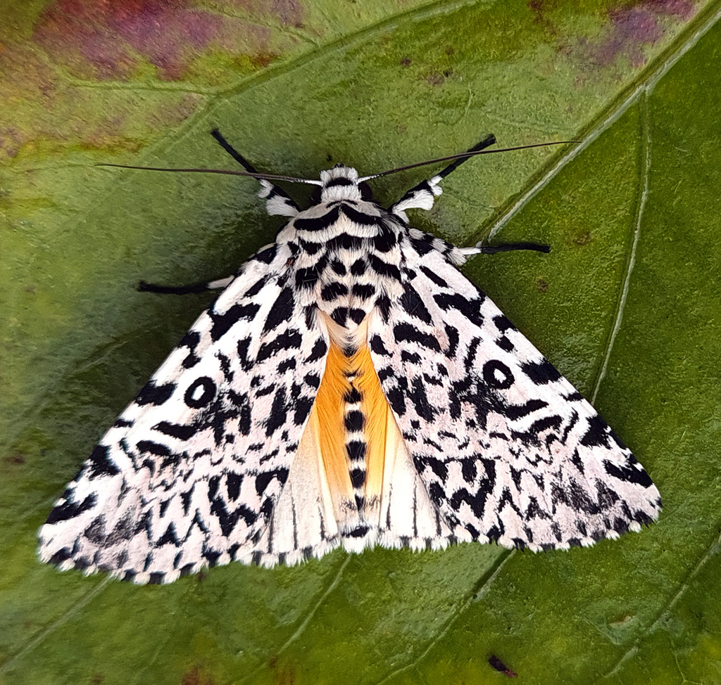 Trichosea champa
