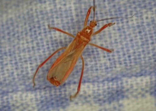 Polytoxus sanguineus