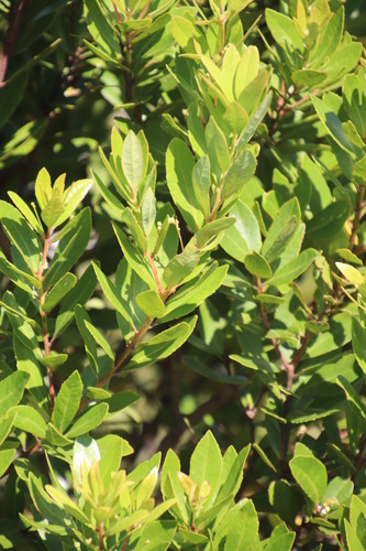 Image of Gerrardina foliosa by (c) Tony Rebelo, some rights reserved (CC BY-SA)