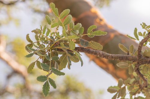 Boswellia bullata