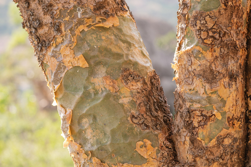 Boswellia bullata