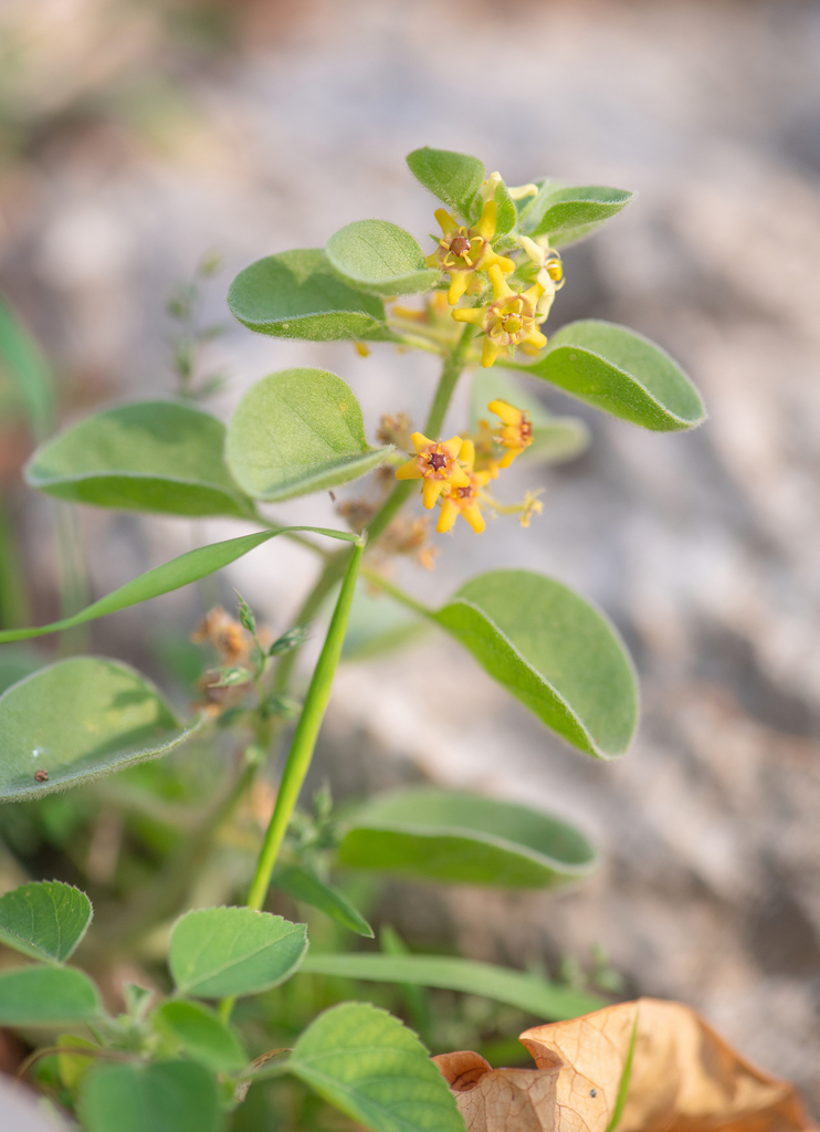 Cynanchum revoilii