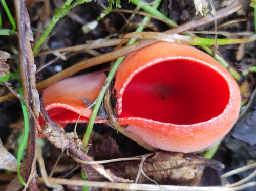 ohnivec šarlatový (Sarcoscypha coccinea)