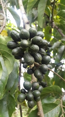 Cananga
