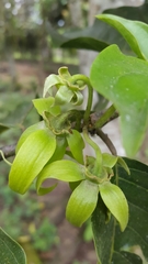 Cananga