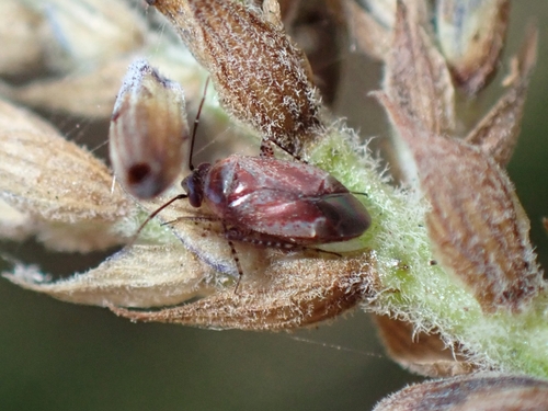 Lindbergopsallus instabilis