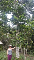 Cananga