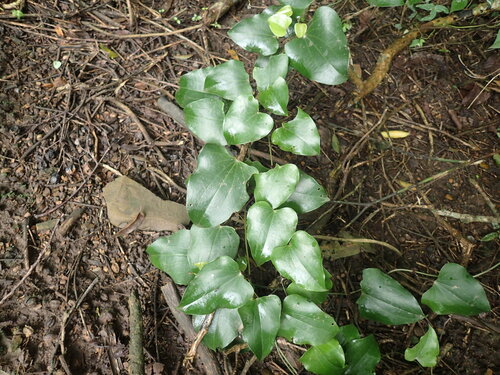 Dioscorea cotinifolia (Dioscorea cotinifolia)
