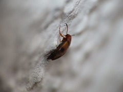 Anaspis maculata