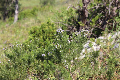 Image of Psoralea glabra by (c) Tony Rebelo, some rights reserved (CC BY-SA)