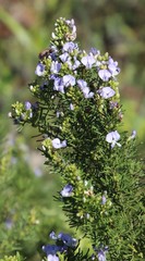 Psoralea glabra