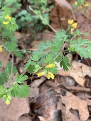 Corydalis flavula