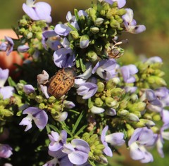 Elaphinis delagoensis