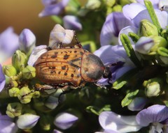 Elaphinis delagoensis