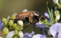 Elaphinis delagoensis