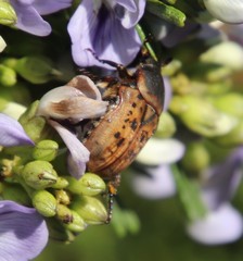 Elaphinis delagoensis