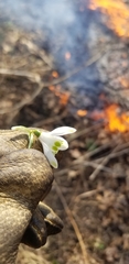 Galanthus nivalis