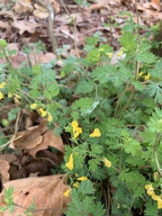 Corydalis flavula