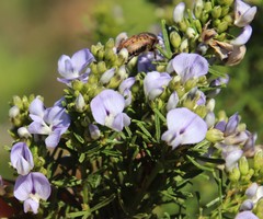 Psoralea glabra
