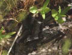 Drasteria ingeniculata