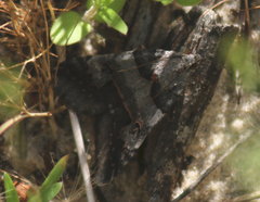 Drasteria ingeniculata