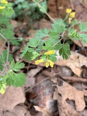 Corydalis flavula