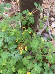 Corydalis flavula